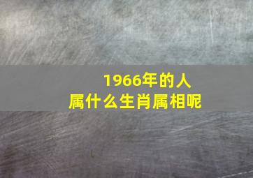 1966年的人属什么生肖属相呢