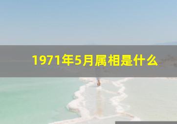 1971年5月属相是什么