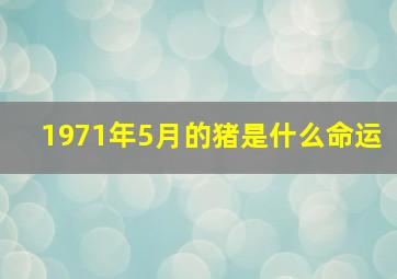 1971年5月的猪是什么命运