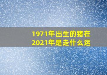 1971年出生的猪在2021年是走什么运