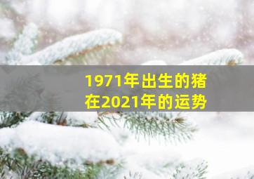 1971年出生的猪在2021年的运势