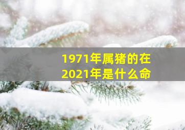 1971年属猪的在2021年是什么命