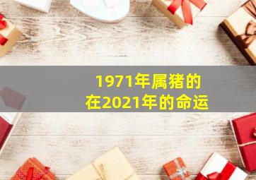 1971年属猪的在2021年的命运