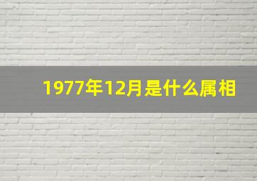 1977年12月是什么属相