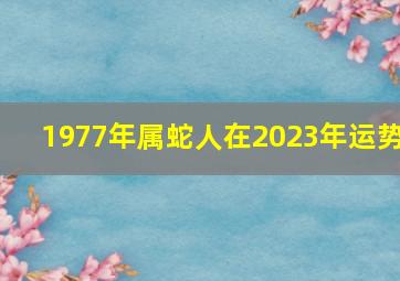 1977年属蛇人在2023年运势