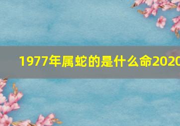 1977年属蛇的是什么命2020