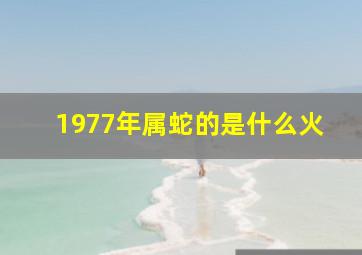 1977年属蛇的是什么火