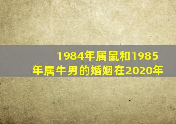 1984年属鼠和1985年属牛男的婚姻在2020年