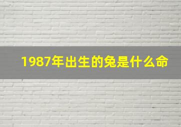 1987年出生的兔是什么命