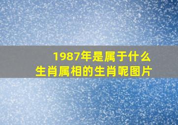 1987年是属于什么生肖属相的生肖呢图片