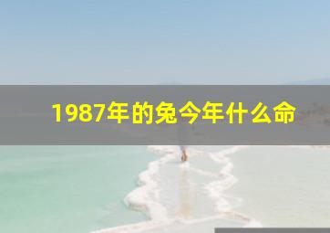 1987年的兔今年什么命