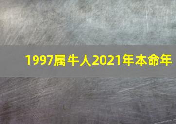 1997属牛人2021年本命年