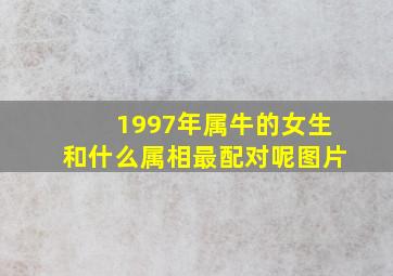 1997年属牛的女生和什么属相最配对呢图片