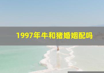 1997年牛和猪婚姻配吗