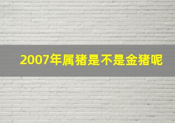 2007年属猪是不是金猪呢