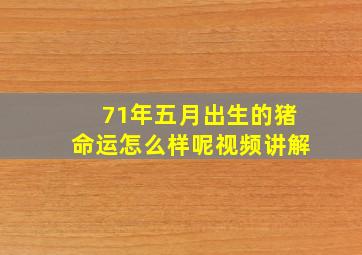 71年五月出生的猪命运怎么样呢视频讲解