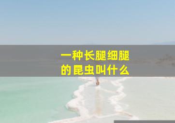 一种长腿细腿的昆虫叫什么