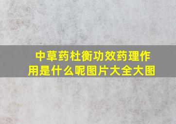 中草药杜衡功效药理作用是什么呢图片大全大图