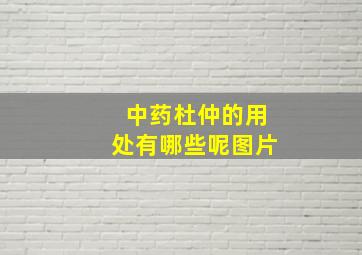 中药杜仲的用处有哪些呢图片