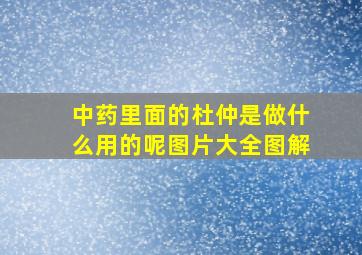 中药里面的杜仲是做什么用的呢图片大全图解