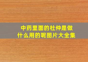 中药里面的杜仲是做什么用的呢图片大全集