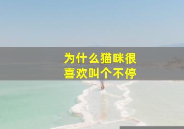 为什么猫咪很喜欢叫个不停