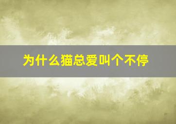 为什么猫总爱叫个不停