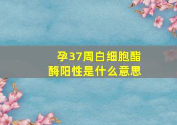 孕37周白细胞酯酶阳性是什么意思