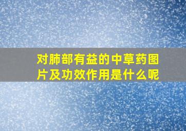 对肺部有益的中草药图片及功效作用是什么呢