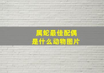 属蛇最佳配偶是什么动物图片