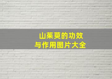 山茱萸的功效与作用图片大全