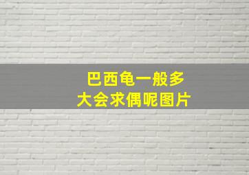 巴西龟一般多大会求偶呢图片