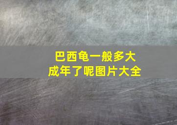 巴西龟一般多大成年了呢图片大全