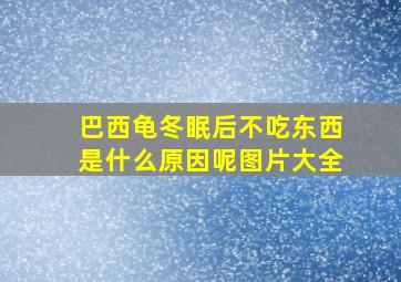 巴西龟冬眠后不吃东西是什么原因呢图片大全