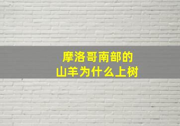 摩洛哥南部的山羊为什么上树