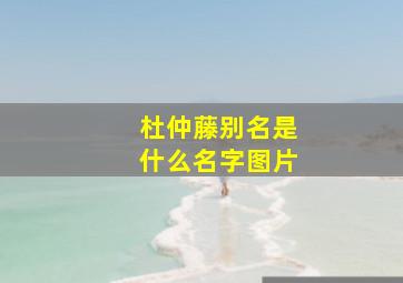 杜仲藤别名是什么名字图片