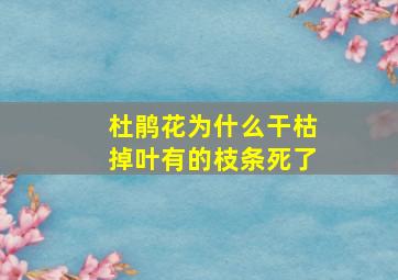 杜鹃花为什么干枯掉叶有的枝条死了