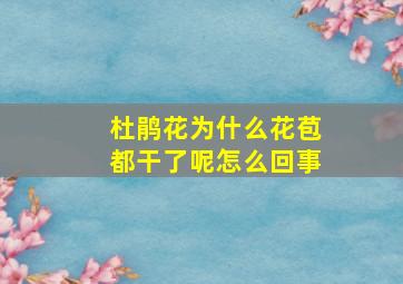 杜鹃花为什么花苞都干了呢怎么回事