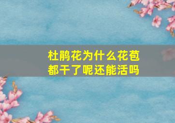 杜鹃花为什么花苞都干了呢还能活吗