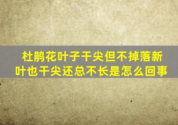 杜鹃花叶子干尖但不掉落新叶也干尖还总不长是怎么回事