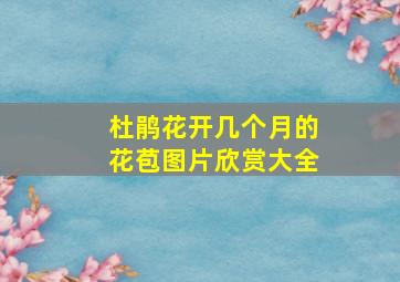 杜鹃花开几个月的花苞图片欣赏大全