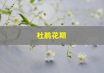 杜鹃花期