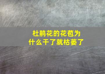 杜鹃花的花苞为什么干了就枯萎了