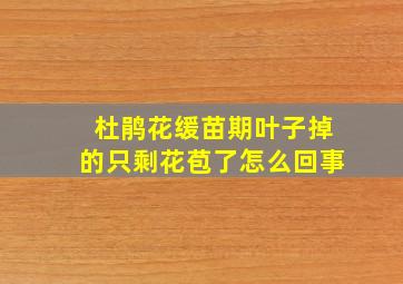 杜鹃花缓苗期叶子掉的只剩花苞了怎么回事