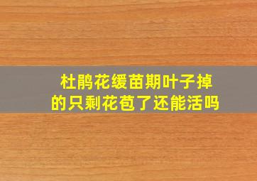 杜鹃花缓苗期叶子掉的只剩花苞了还能活吗