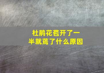 杜鹃花苞开了一半就蔫了什么原因