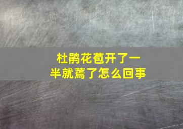 杜鹃花苞开了一半就蔫了怎么回事