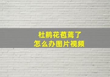 杜鹃花苞蔫了怎么办图片视频