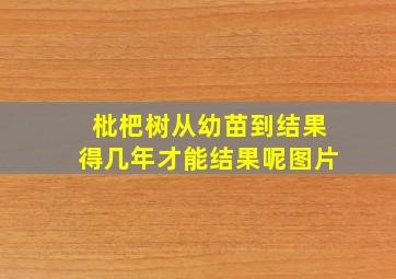 枇杷树从幼苗到结果得几年才能结果呢图片