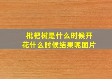 枇杷树是什么时候开花什么时候结果呢图片